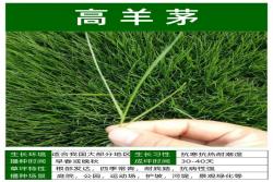 10种常见草坪品种特征详解
