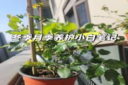 新手小白冬季月季养护需要注意些什么