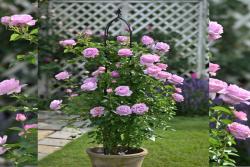 雪域青莲 Alexandra David Neel