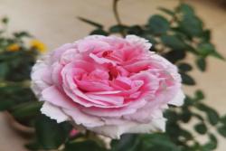 伊芙幻塔索斯月季优缺点