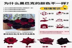 为什么黑巴克的花色开得都不一样