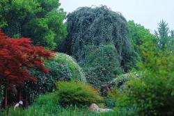 常州紫荆公园月季开爆了