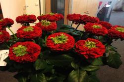 月季出现绿鼻毛是什么原因