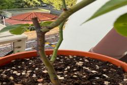 月季黑杆了该怎么办？