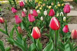 郁金香的种植时间和种植方法