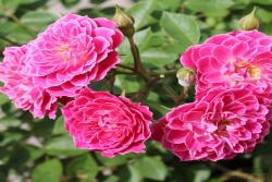 马里奥塔 Marriotta