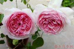 月季威基伍德的优缺点