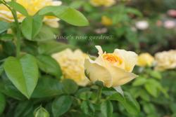 2026年最具香气的月季品种推荐