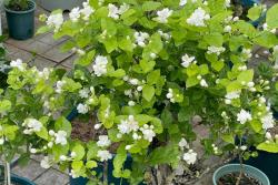 茉莉花什么季节开放