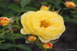金羊毛 Golden Fleece