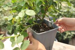 月季小苗快速出笋变壮的方法