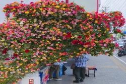 再丑的藤本月季，长到一定规模，开花也是美得不要不要的