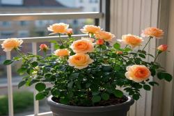 月季花适合在室内养吗？