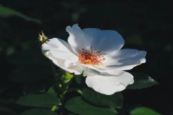 新白绝代佳人® Meiradblaz