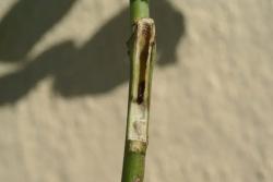 月季茎蜂防治攻略