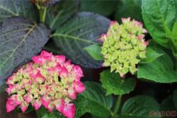 红宝石绣球花怎么样