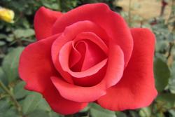 月季绯扇和粉扇有什么区别