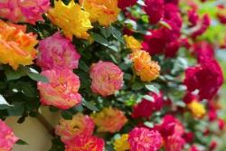 再丑的藤本月季，长到一定规模，开花也是美得不要不要的