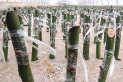 月季繁殖的五种方式详解！