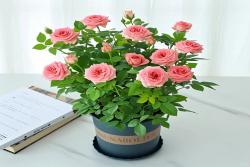 新手月季知识普及