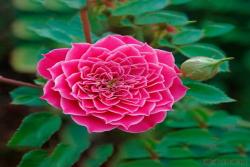 马里奥塔 Marriotta