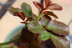 月季秋天的新笋枝要不要保留