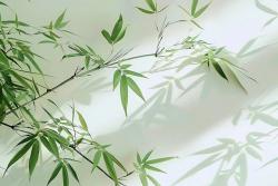 竹子是树还是草