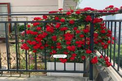 蔷薇花盆栽用多大的盆