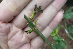 月季新芽发黑是什么原因？