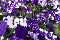 牵牛花是什么颜色的