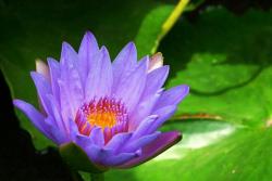 荷花是什么时候开的