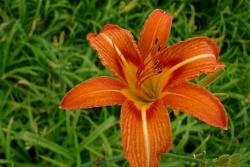 常见的宿根野花组合有哪些品种