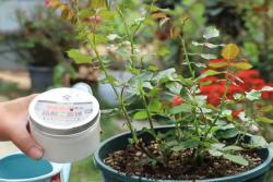 月季长笋芽了怎么浇水施肥