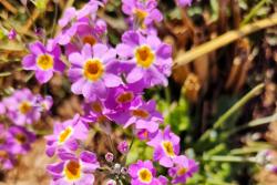 樱花草的花语是什么