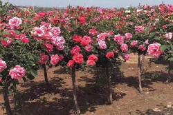 南阳月季花树的价格,批发月季花树苗的价格