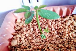  月季花适合几月份移栽种植