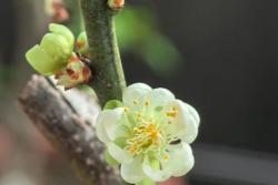 梅花的象征寓意以及特殊的含义