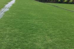 夏威夷草坪养护全攻略！