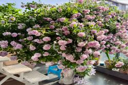 盆栽蓝色阴雨爆花指南