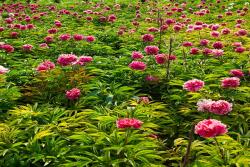 芍药的花语和象征寓意