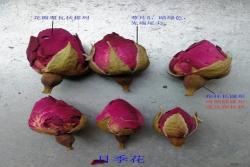 月季花和玫瑰花的区别在哪里