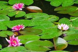 荷花是什么时候开的