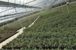 月季花多少钱一棵？养好月季要注意这几点！