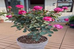 伊芙胭脂香水月季值得入手吗