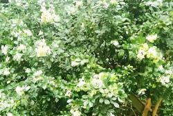 九里香什么时候开花