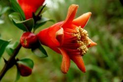 石榴花什么时候开花，花期是几月