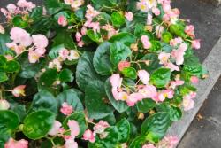 四季海棠的花语和象征寓意