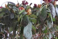 茶花一年能够开几次花