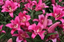 百合花花语寓意解析