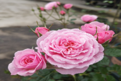 月季花盆土板结怎么办,解决土壤板结的小技巧